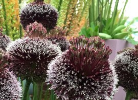 allium-summer-beauty-10600 — kopiya